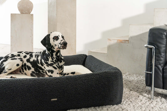 Kälteempfindlich? Tipps für Hunde, die im Herbst und Winter mehr Wärme brauchen