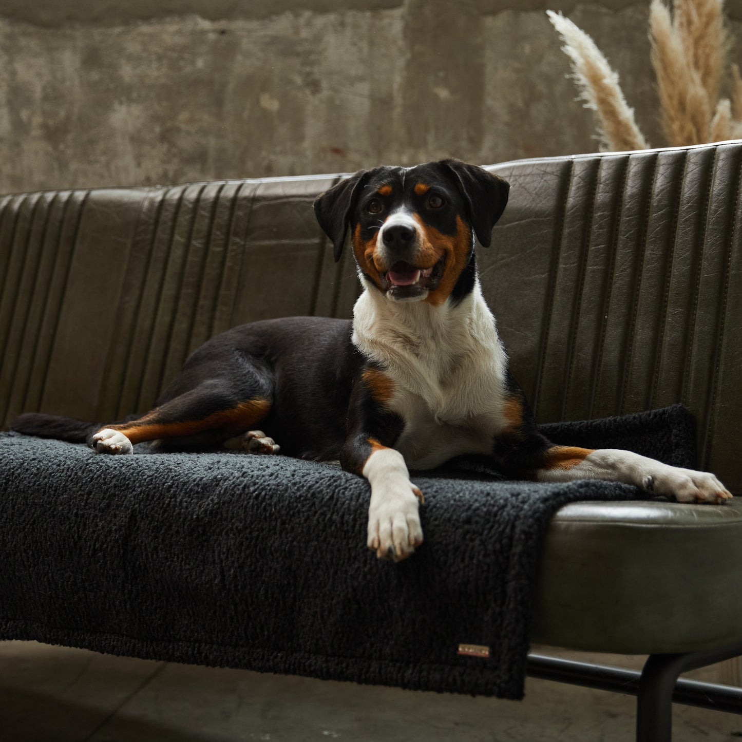 Hundedecke Rubi