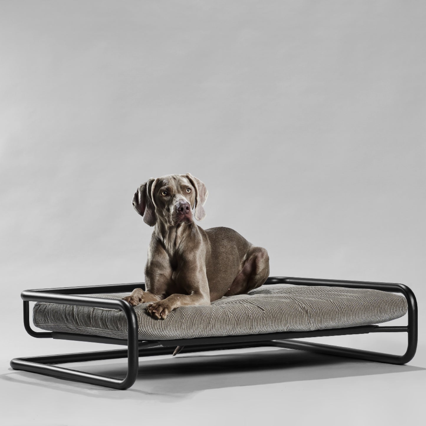 Design Hundebett Freischwinger Stil mit Cordstoff