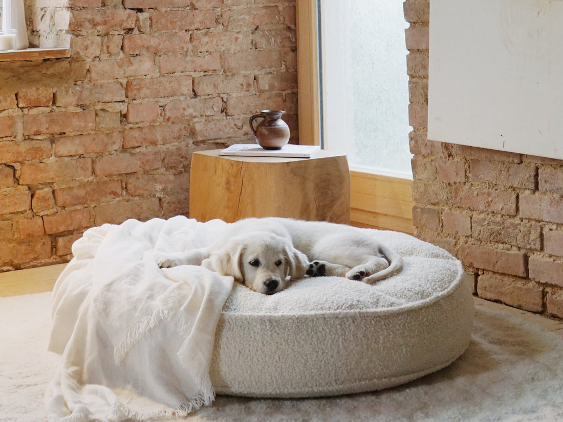 Der Schlüssel zum glücklichen Hund: Warum ein orthopädisches Hundekissen die beste Wahl ist