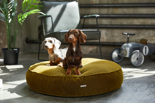 Herbstliche Inneneinrichtung: Wie du dein Zuhause mit warmen Farben und stilvollen Hundebetten verschönerst
