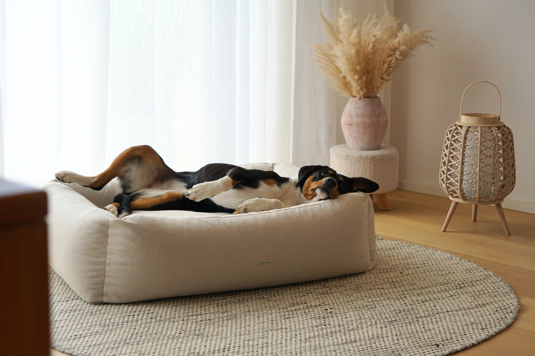 Warum ein kühler Schlafplatz im Sommer wichtig ist für deinen Hund