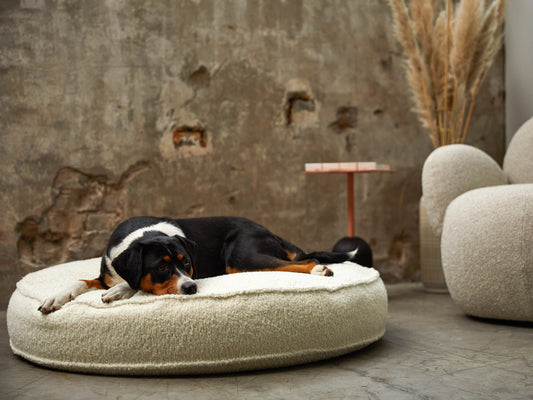 Das Geheimnis für das beste Hunde-Kuschelvergnügen: Latex als unschlagbares Füllmaterial