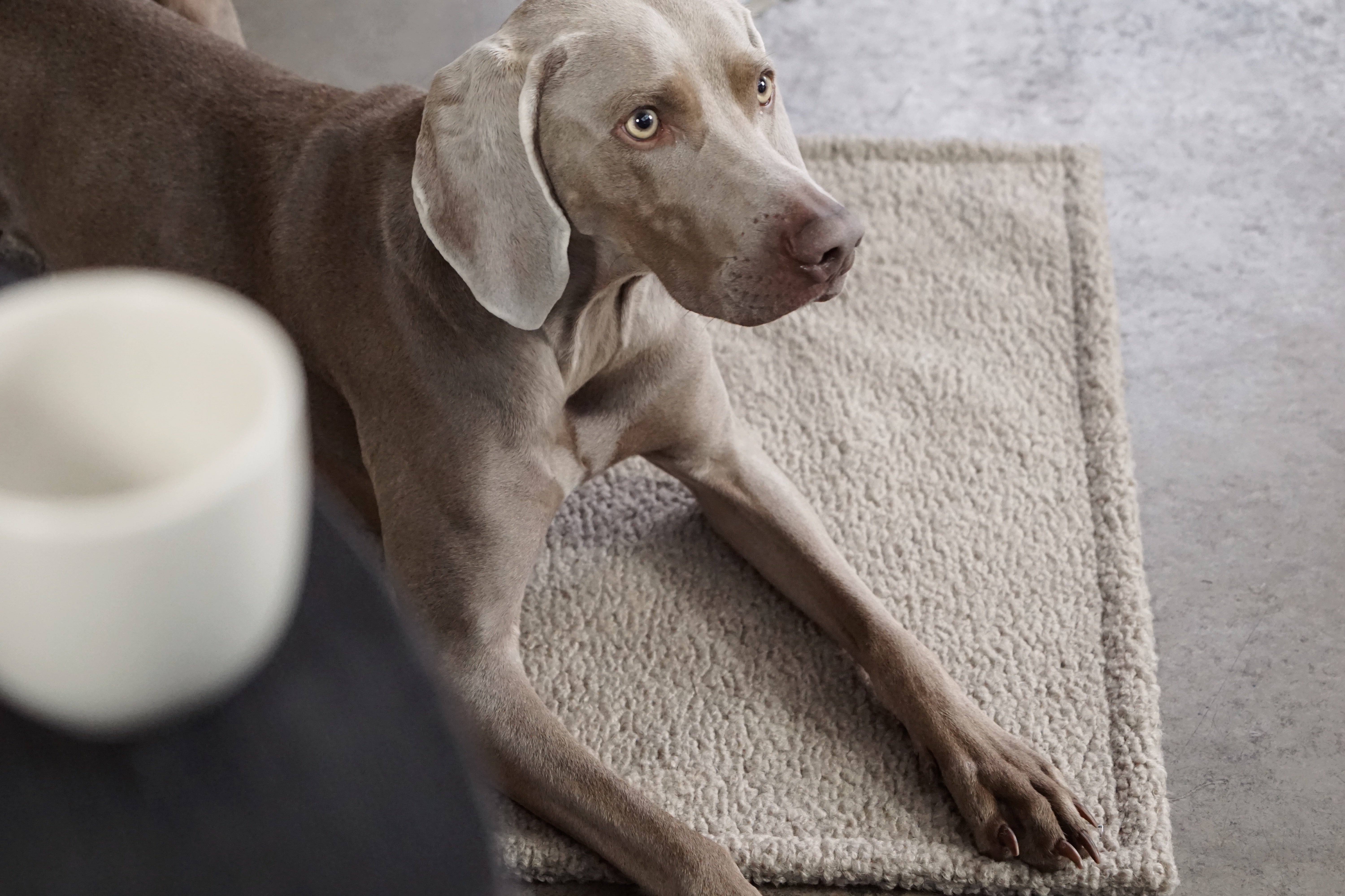 Hundedecken