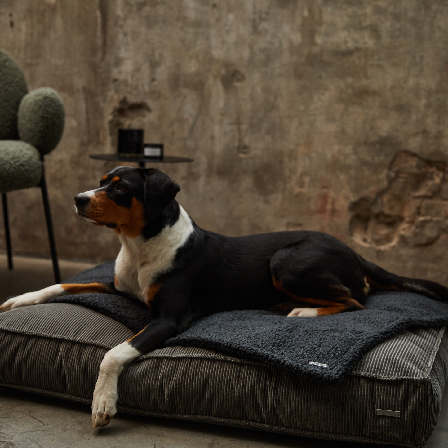 Bundle Hundekissen Leia x Decke Rubi
