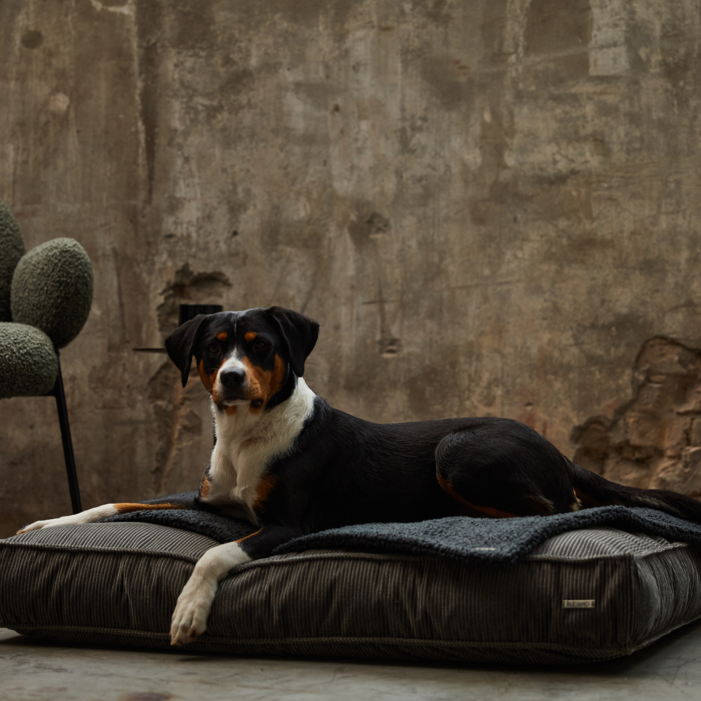 Bundle Hundekissen Leia x Decke Rubi