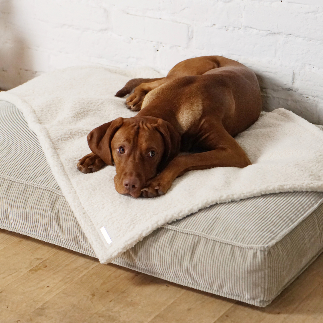 Bundle Hundekissen Leia x Decke Rubi