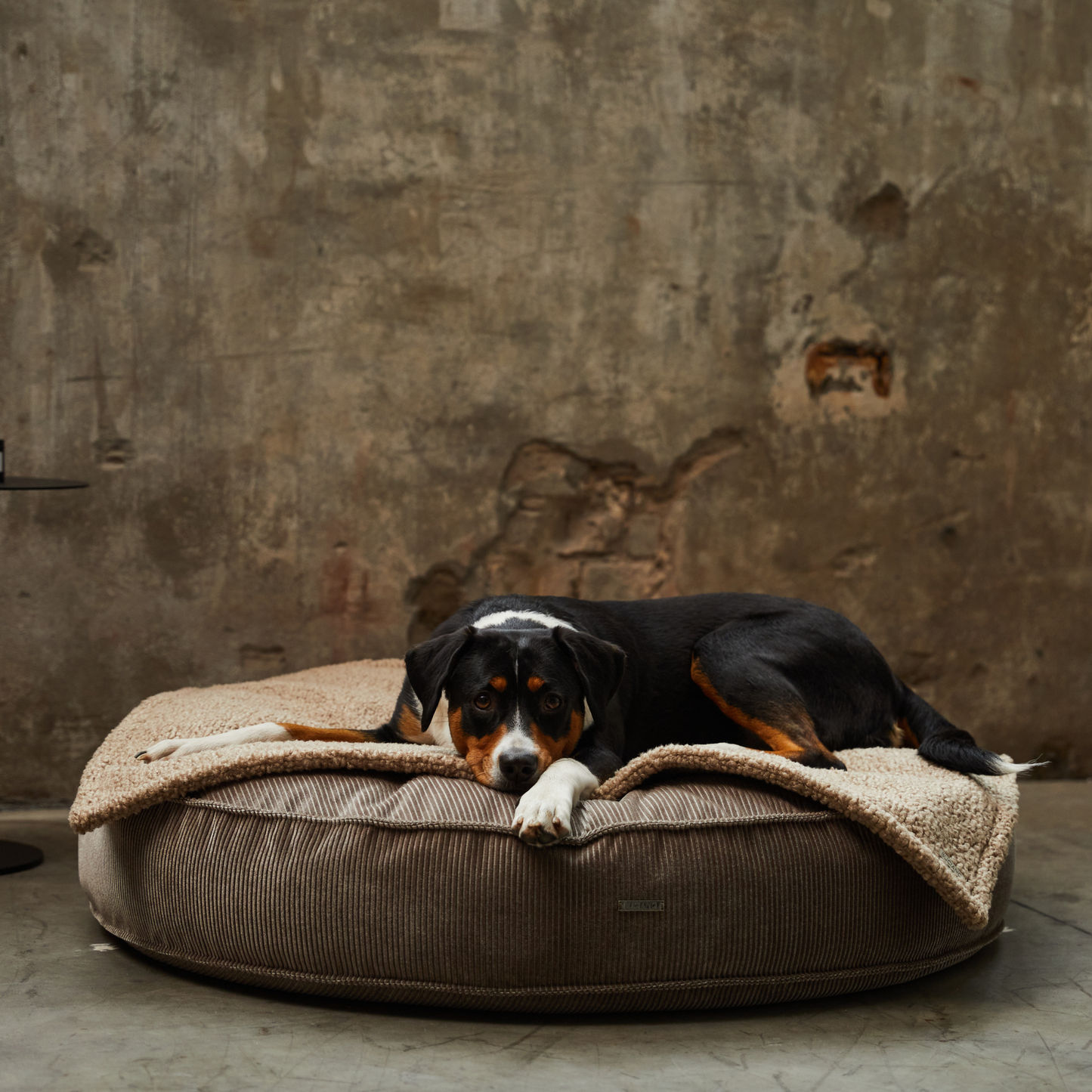 Bundle Hundekissen Mira x Decke Rubi
