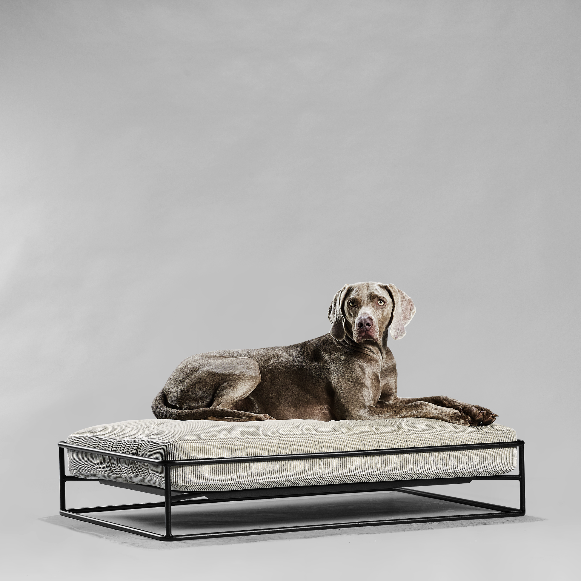 Design Hundebett Freischwinger Stil mit Cordstoff